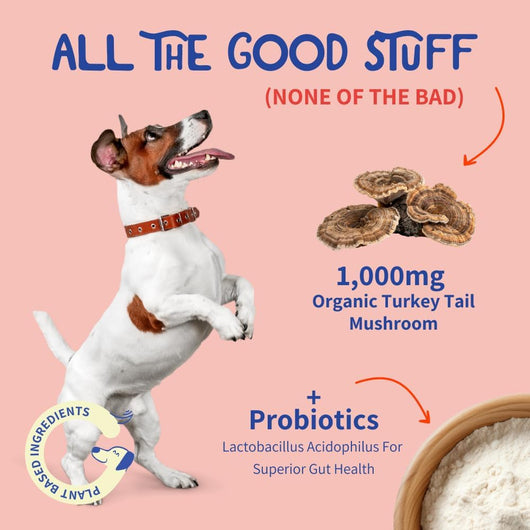 Turkey Tail Lump and Bump Healing Powder